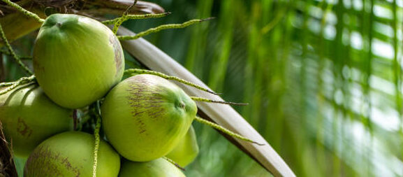 naariyal paanee peene ke phaayade